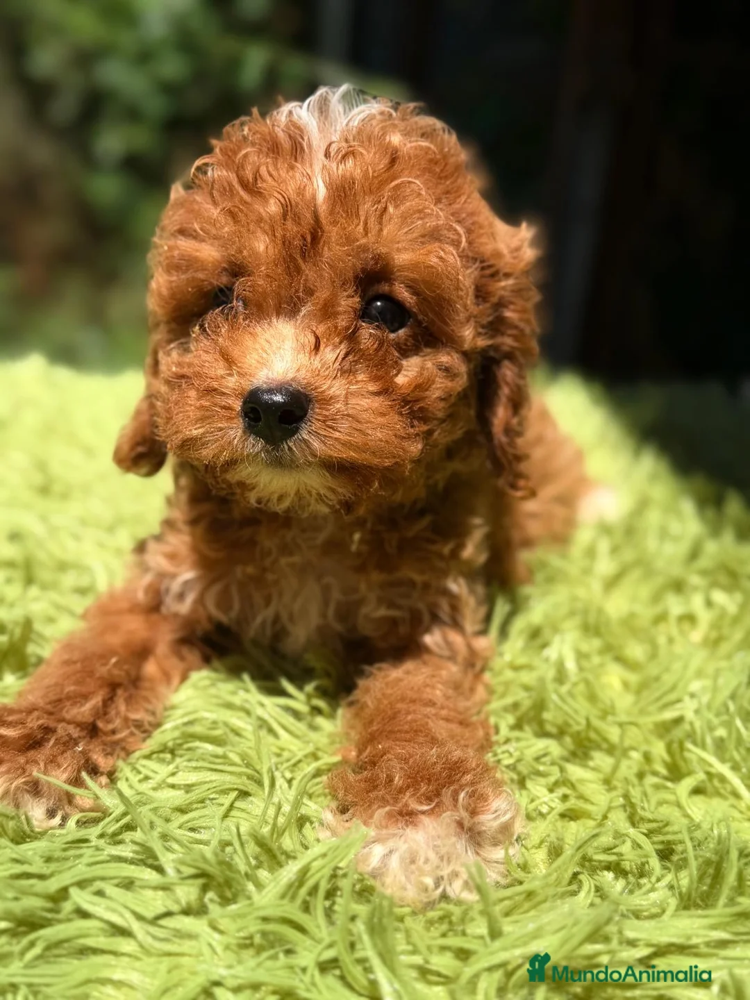 Cavapoo perros en venta: CAVAPOO ROJOS DISPONIBLES - Anuncio 3