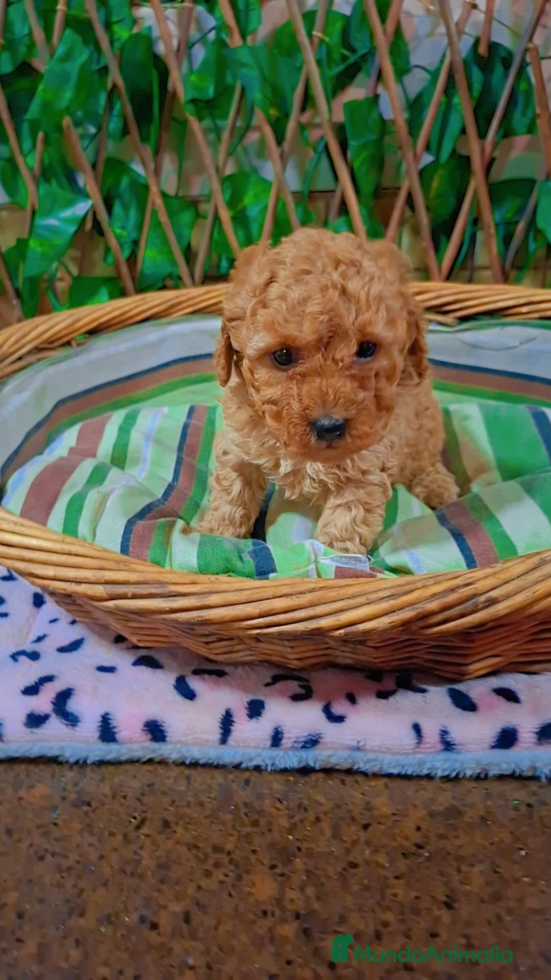 Caniche Toy perros en venta: Caniche toys disponible  - Anuncio 8