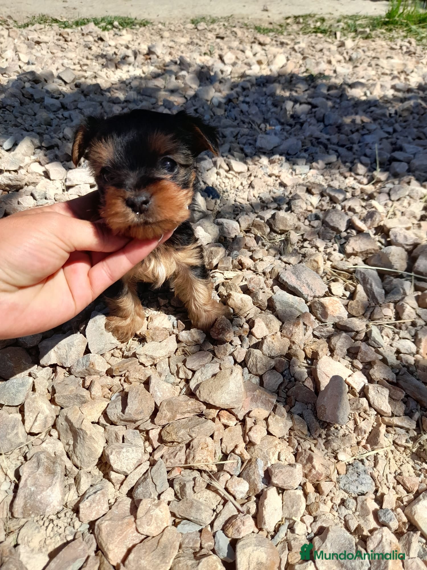 Yorkshire Terrier perros Yorkshire mini en Badajoz - Anuncio 22