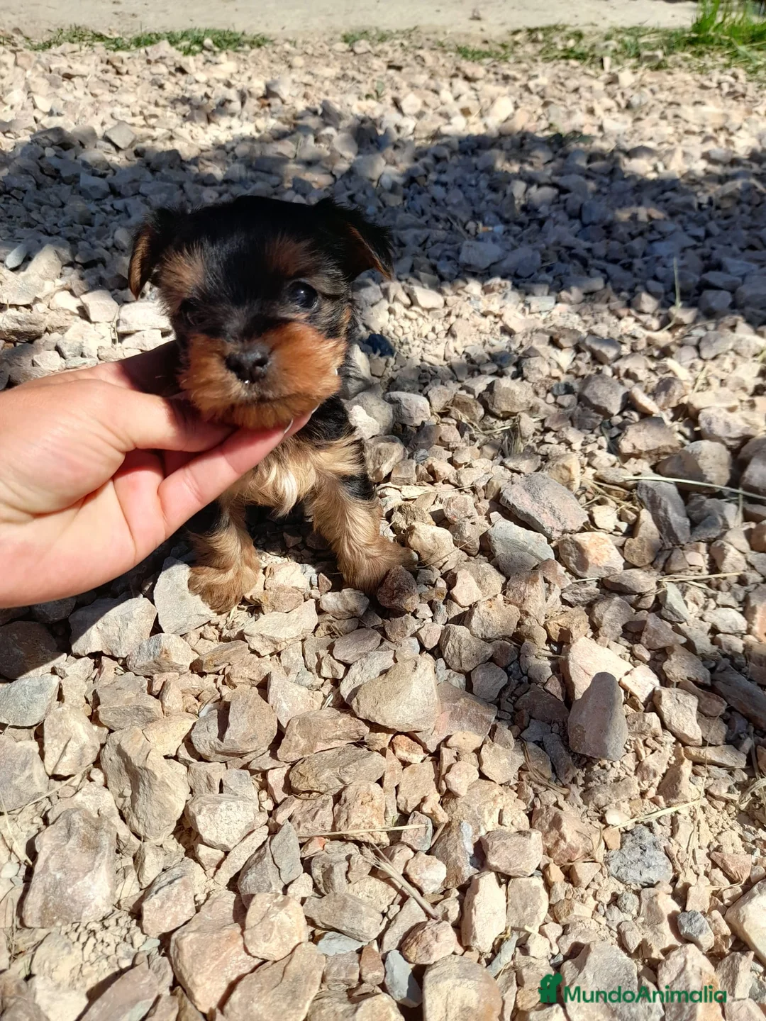 Yorkshire Terrier perros en venta: Yorkshire mini en Badajoz - Anuncio 1