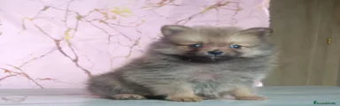Pomerania 3