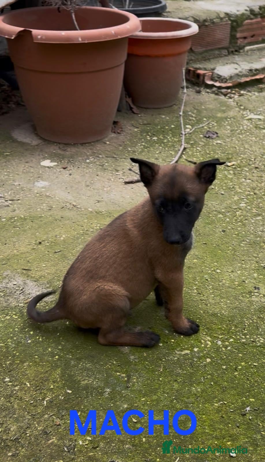 Pastor Belga Malinois perros Cachorro pastor belga malinois - Anuncio 2