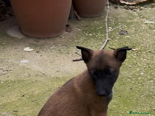 Pastor Belga Malinois perros Cachorro pastor belga malinois - Anuncio 3
