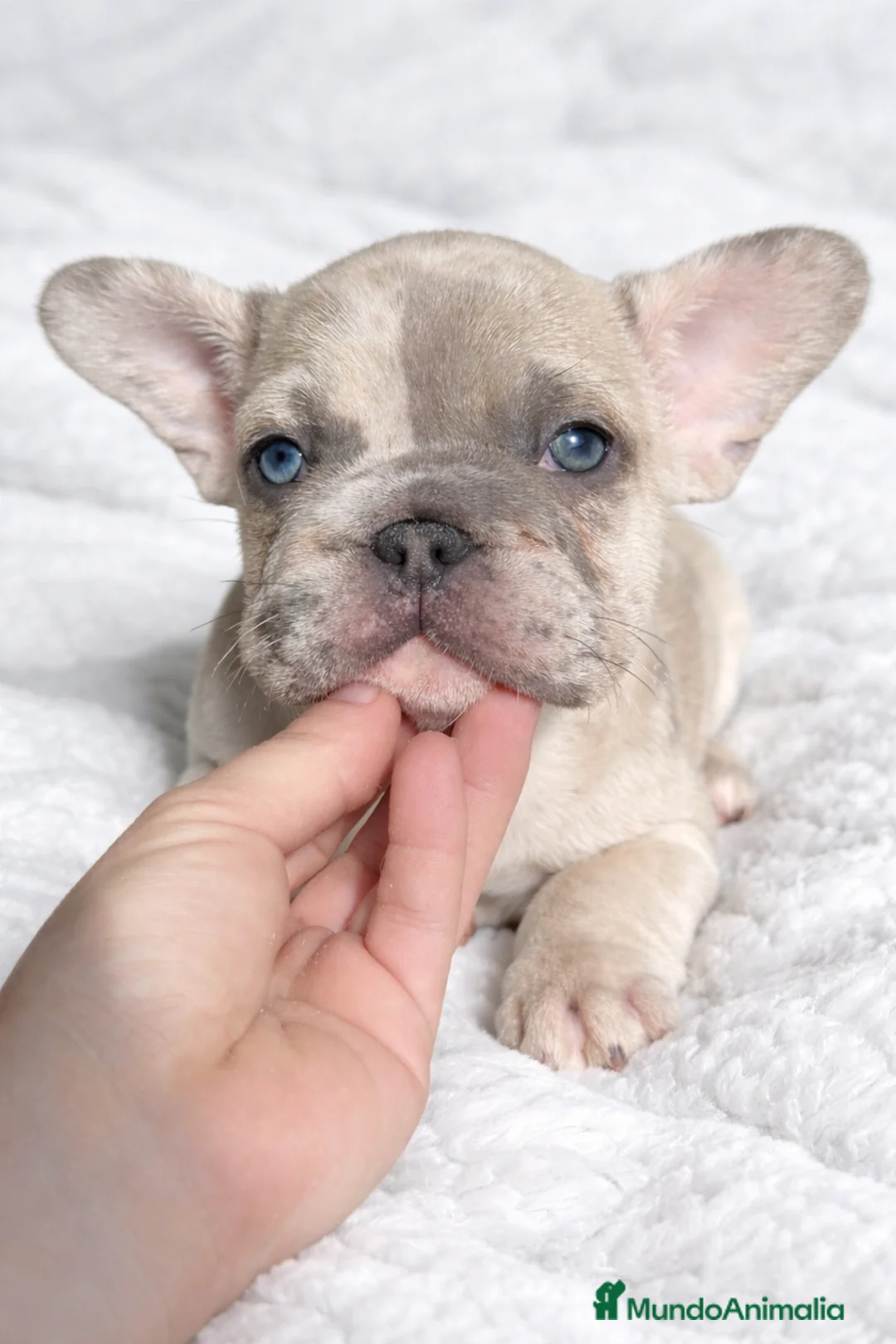 Bulldog Francés perros en venta: Bulldog francés big rope - Anuncio 1