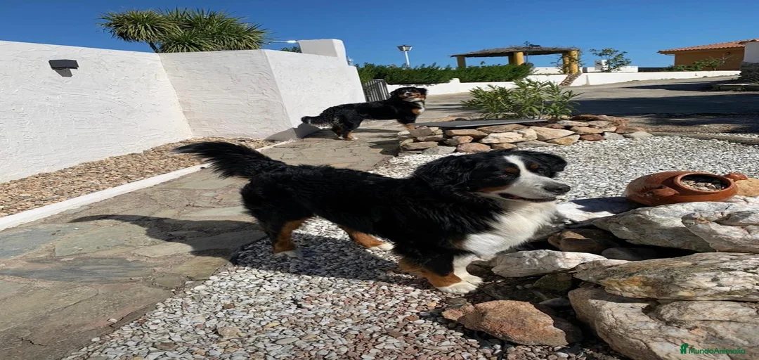 Imagen de galería {{count}}