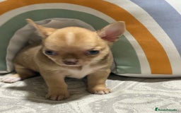 Chihuahua perros en venta: Exclusivos chihuahuas rusos - Imagen 7