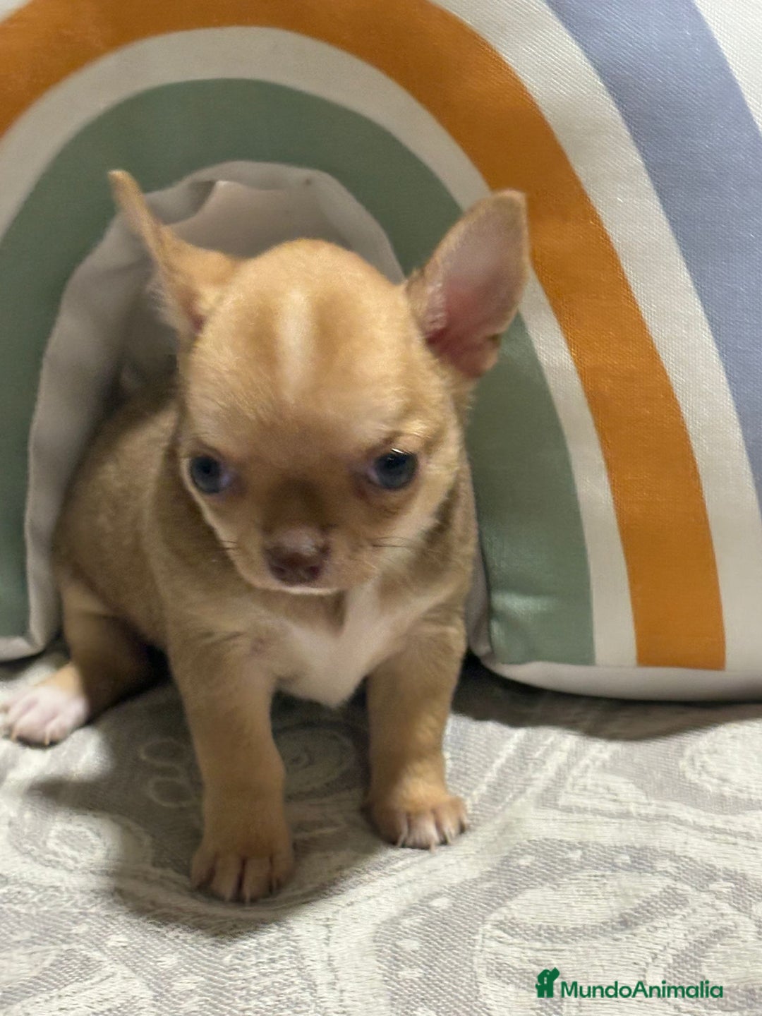 Chihuahua perros en venta: Exclusivos chihuahuas rusos - Imagen 7