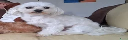 Bichón Maltés perros en venta: Bichón Maltés macho y hembra - Anuncio 2