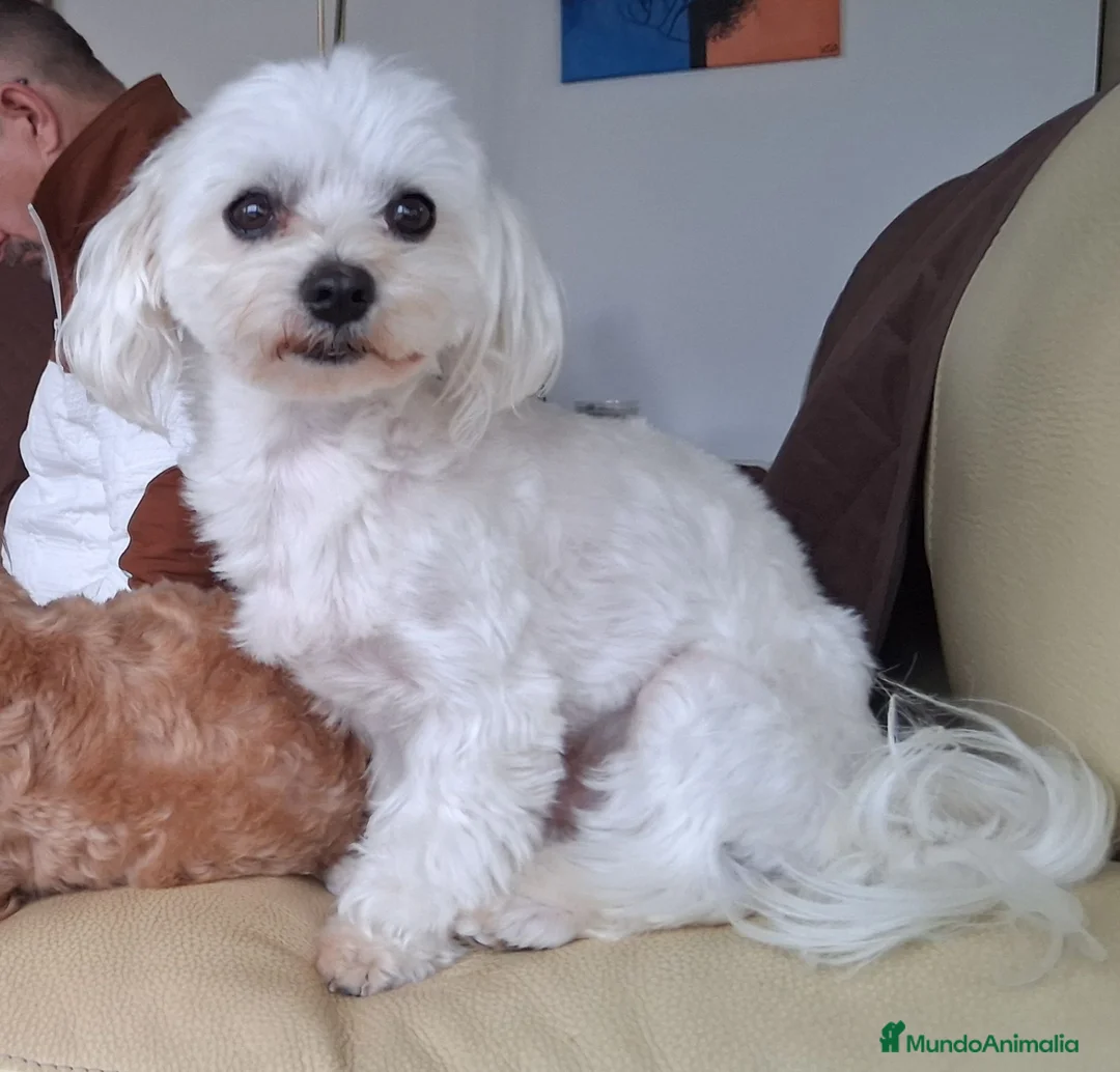 Bichón Maltés perros en venta: Bichón Maltés macho y hembra - Anuncio 2