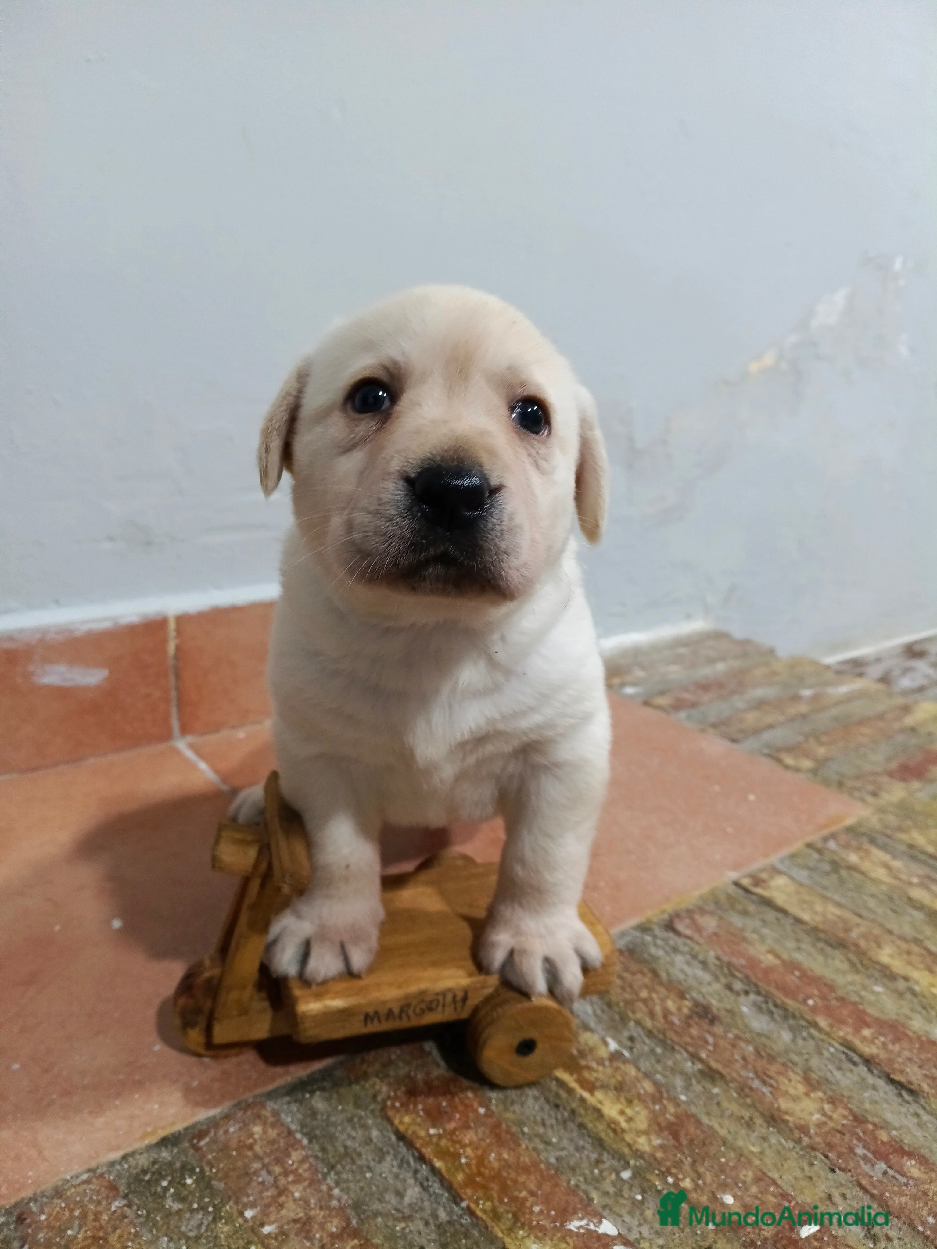 Labrador Retriever perros Labrador retriever dorado disponible  - Anuncio 1