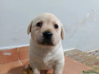 Labrador Retriever perros Labrador retriever dorado disponible - Anuncio 1