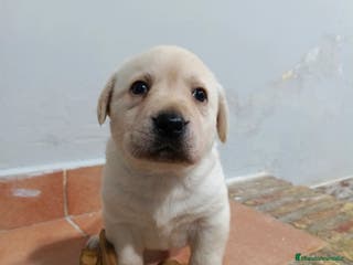 Labrador Retriever perros Labrador retriever dorado disponible - Anuncio 1