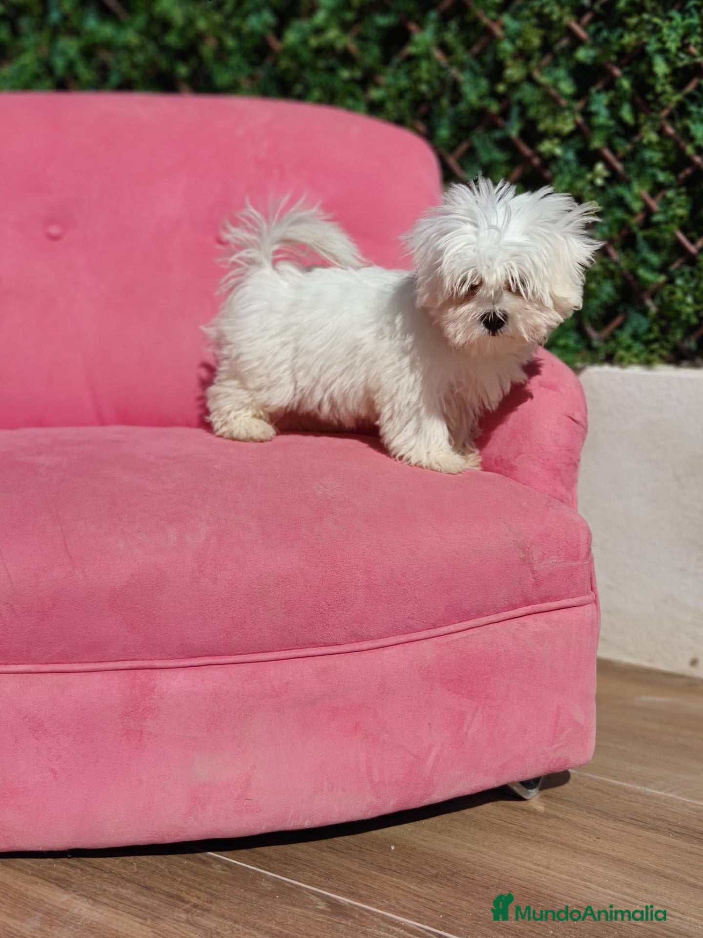 Bichón Maltés perros Bichon e - Anuncio 2