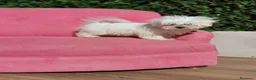 Bichón Maltés perros en venta: Bichon e - Anuncio 1
