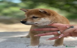 Shiba Inu perros en venta: Shiba inu macho  - Imagen 3