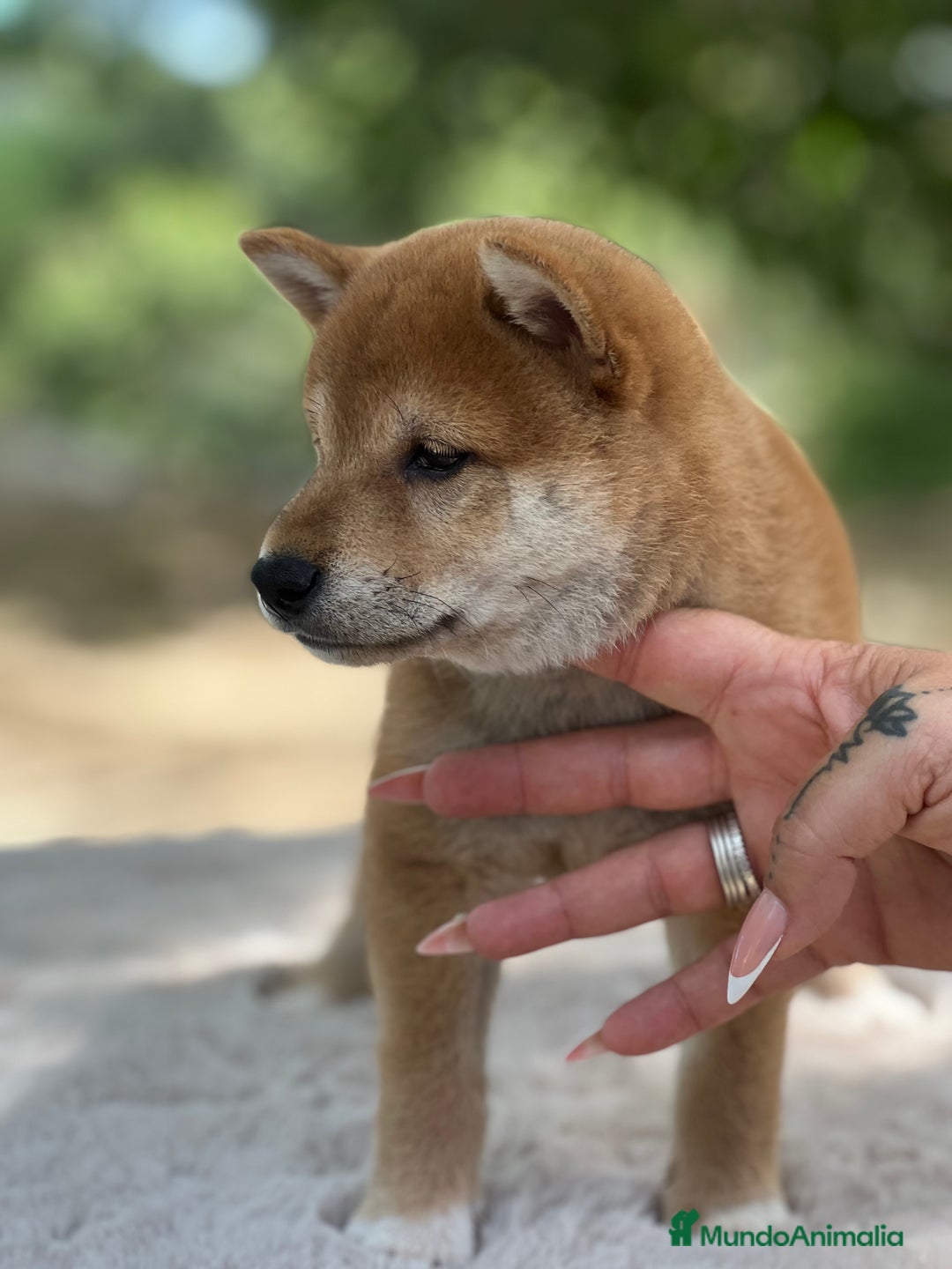 Shiba Inu perros en venta: Shiba inu macho  - Imagen 3