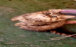 Persa gatos en venta: Gatos persa - Imagen 2