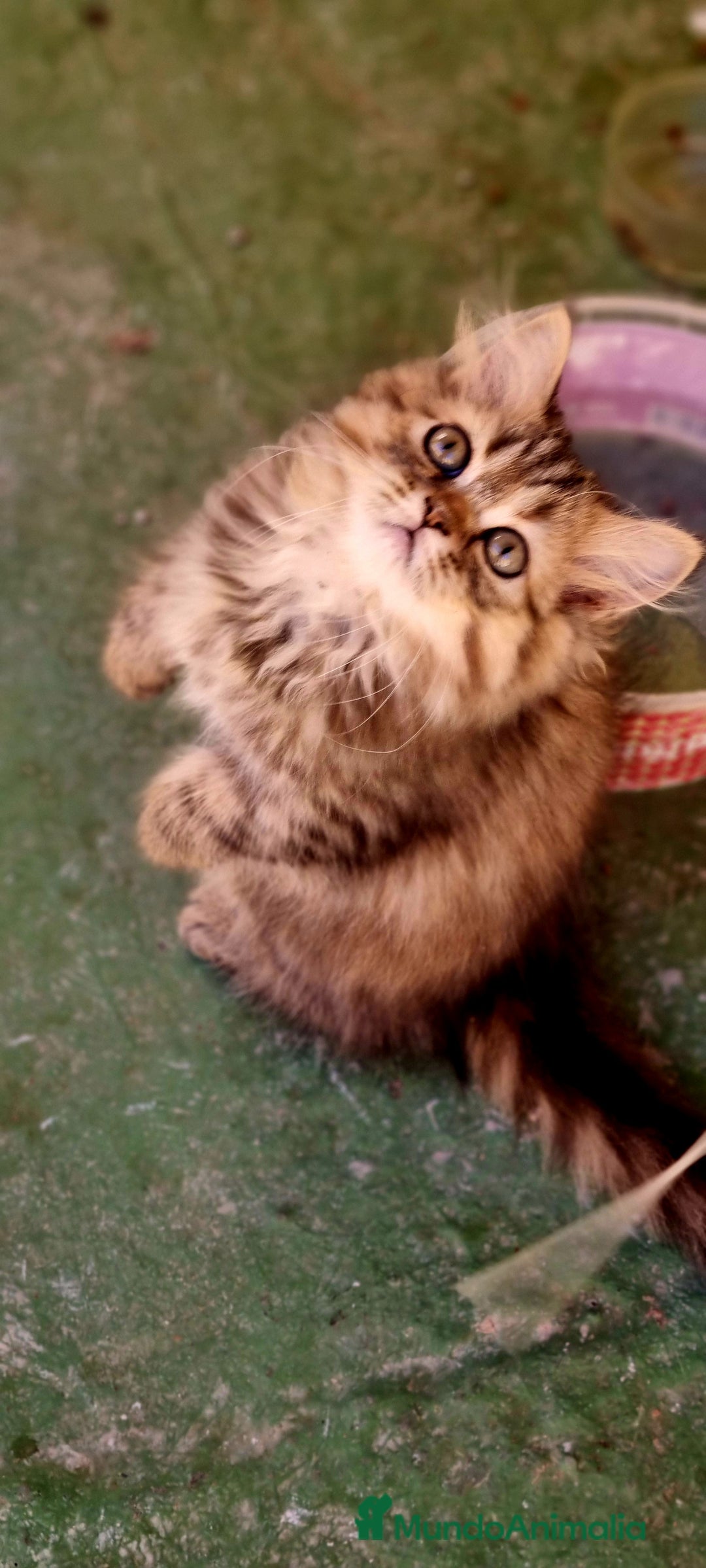 Persa gatos en venta: Gatos persa - Imagen 2