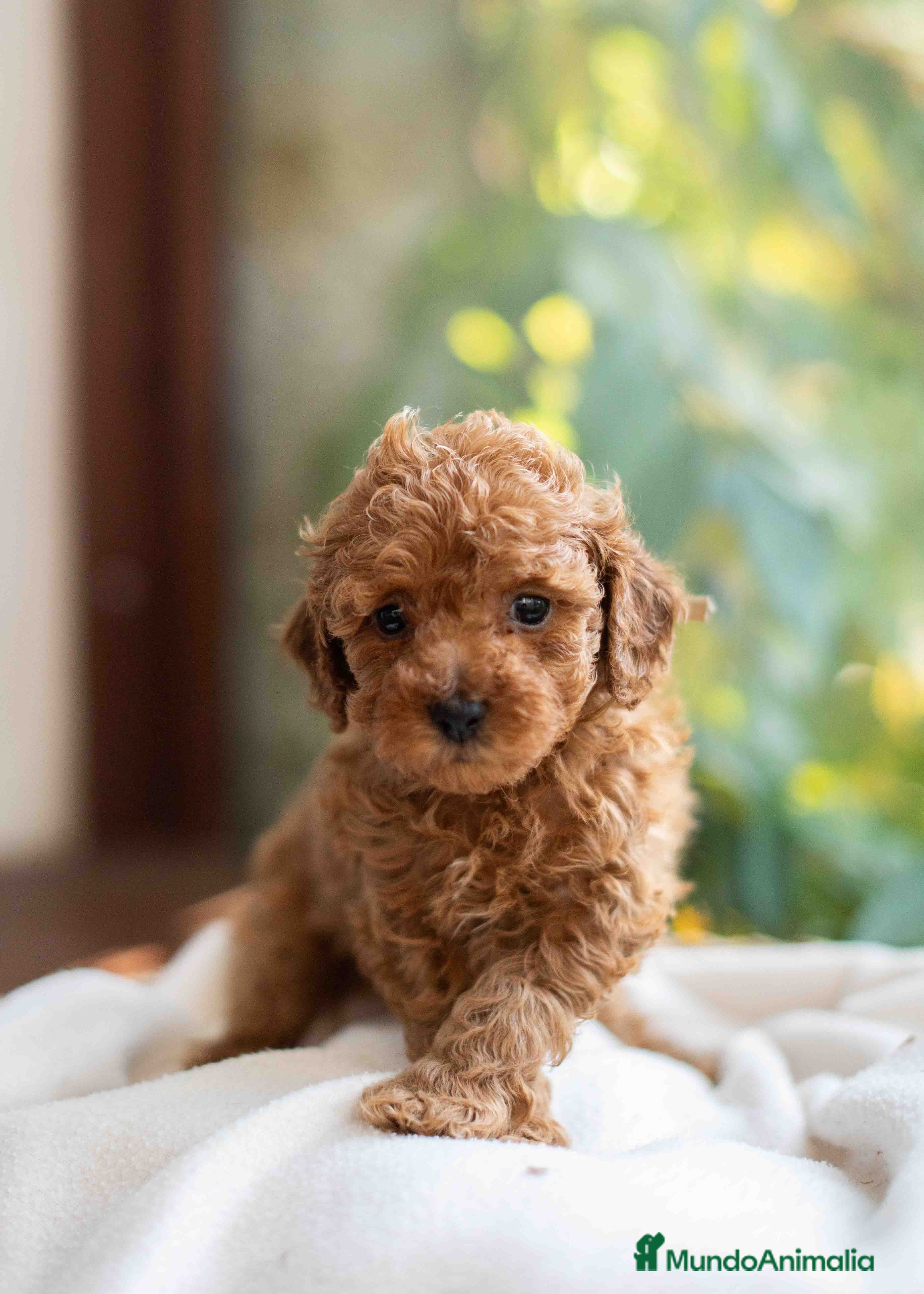 Caniche Toy perros Caniche toy hembra - Anuncio 16