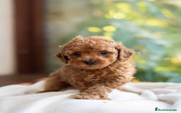 Caniche Toy perros en venta: Caniche toy hembra - Anuncio 1