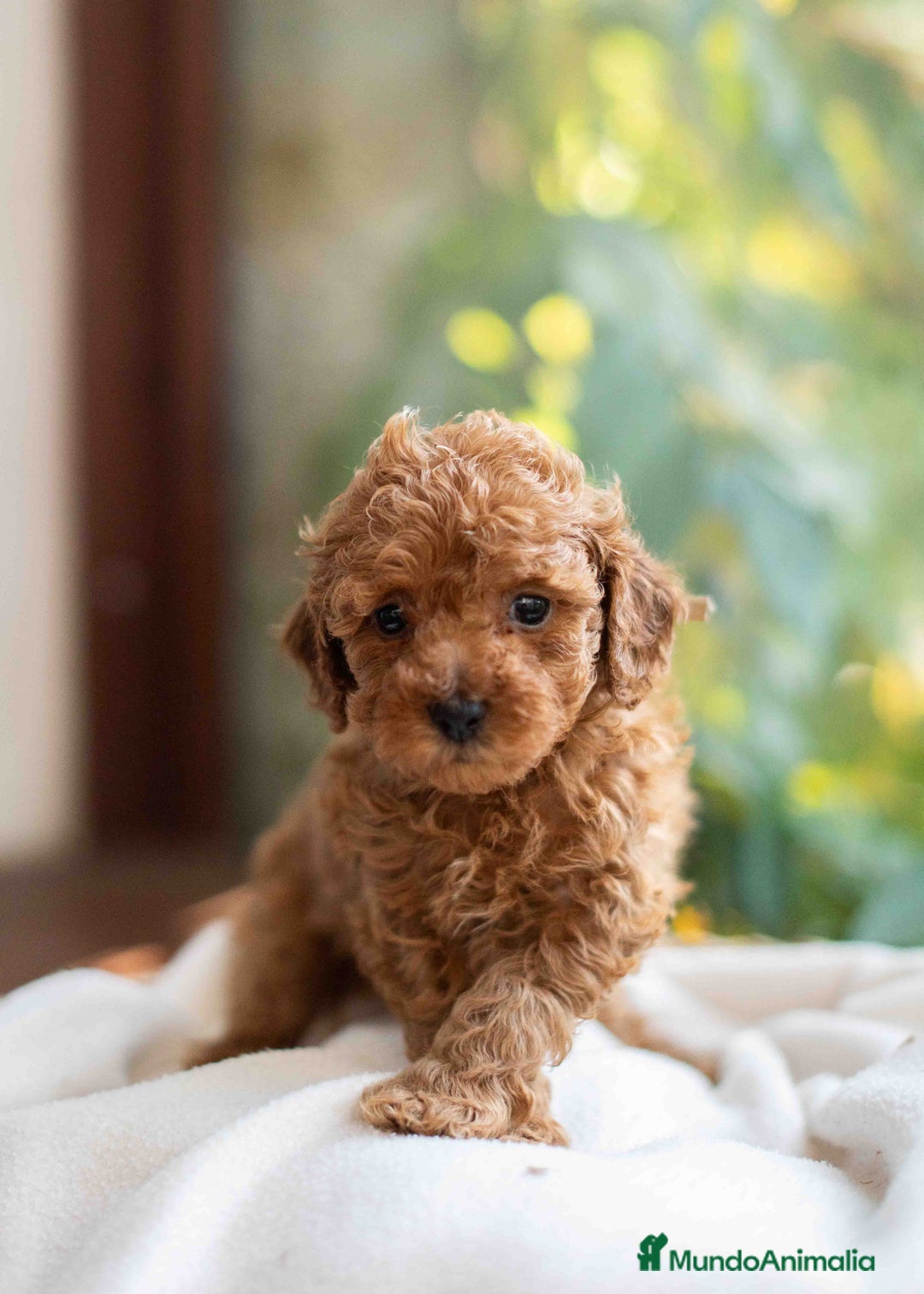 Caniche Toy perros en venta: Caniche toy hembra - Anuncio 1