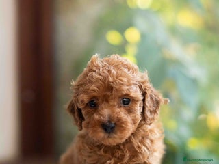 Caniche Toy perros Caniche toy hembra - Anuncio 1