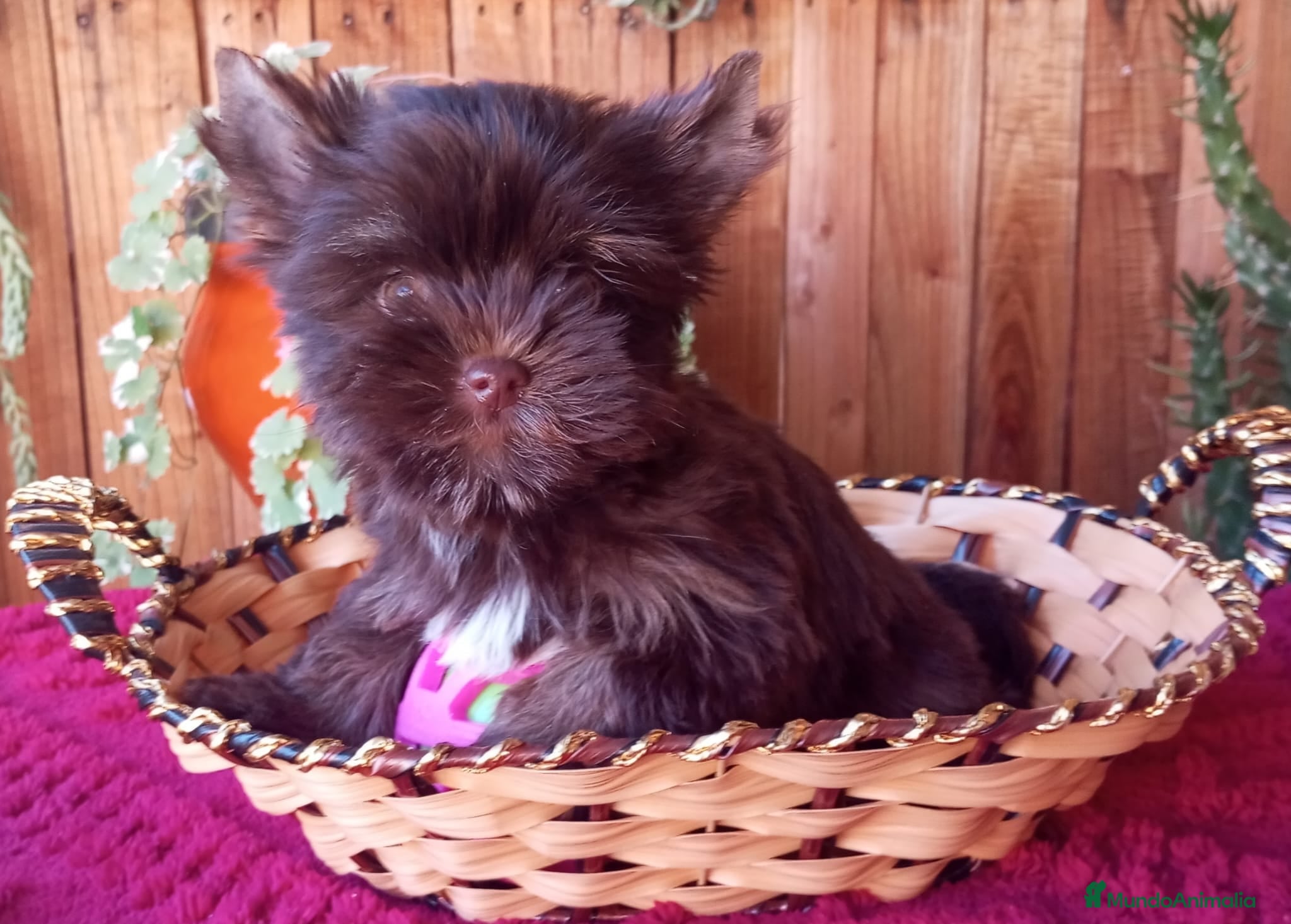 Biewer Yorkshire Terrier a la Pom Pon perros Cachorros Yorkshire color exóticos miniatura - Anuncio 1