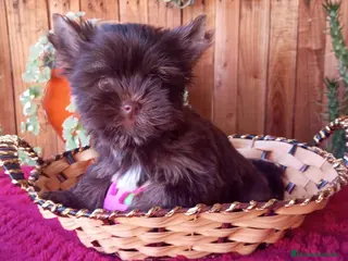 Biewer Yorkshire Terrier a la Pom Pon perros Cachorros Yorkshire color exóticos miniatura - Anuncio 1