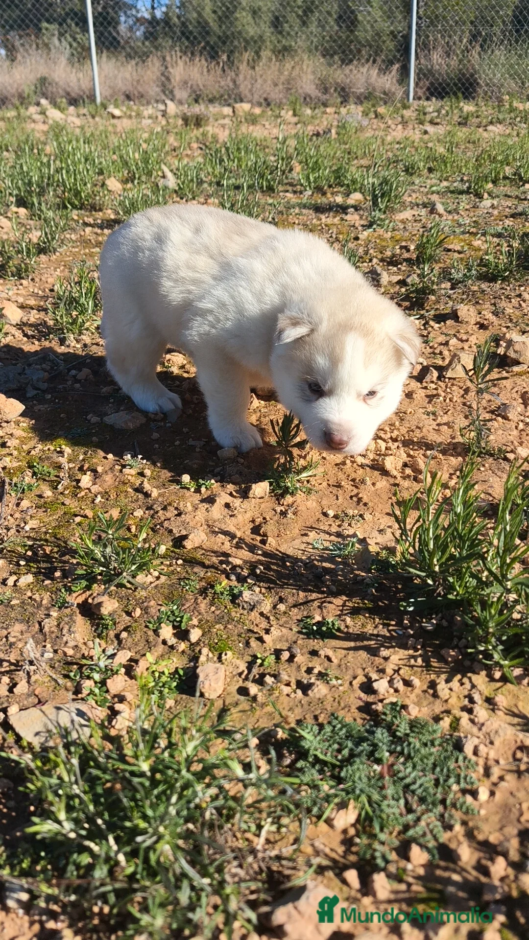 Husky Siberiano perros en venta: Husky SIBERIANO Macho y Hembra  - Anuncio 14