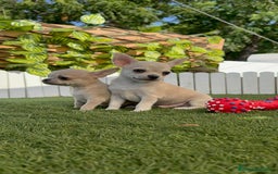 Chihuahua perros en venta: CHIHUAHUA MACHO - Imagen 11