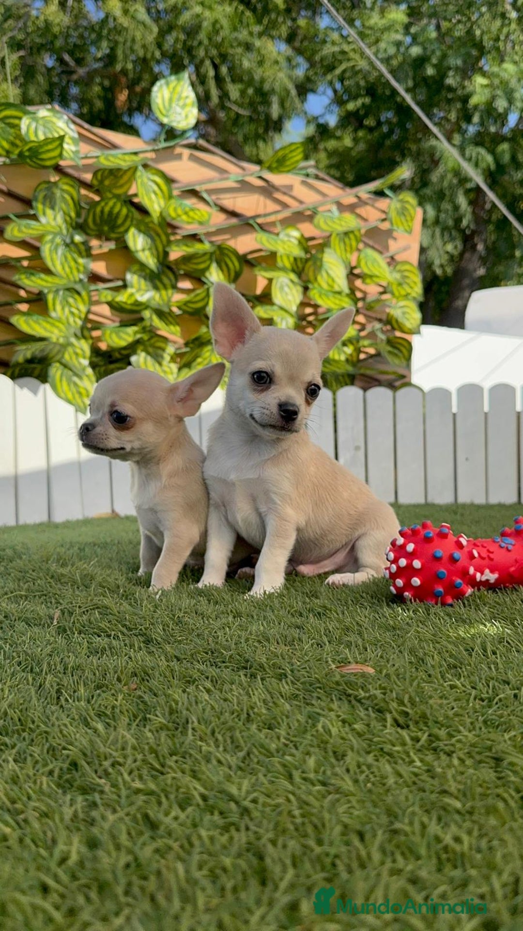Chihuahua perros en venta: CHIHUAHUA MACHO - Imagen 11