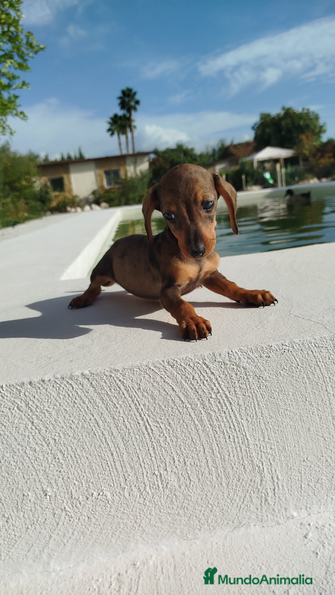 Teckel Miniatura perros en venta: Teckel mini  - Imagen 2