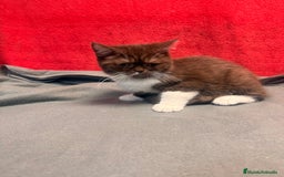 Británico de Pelo Corto gatos en venta: British bicolor chocolate - Imagen 6