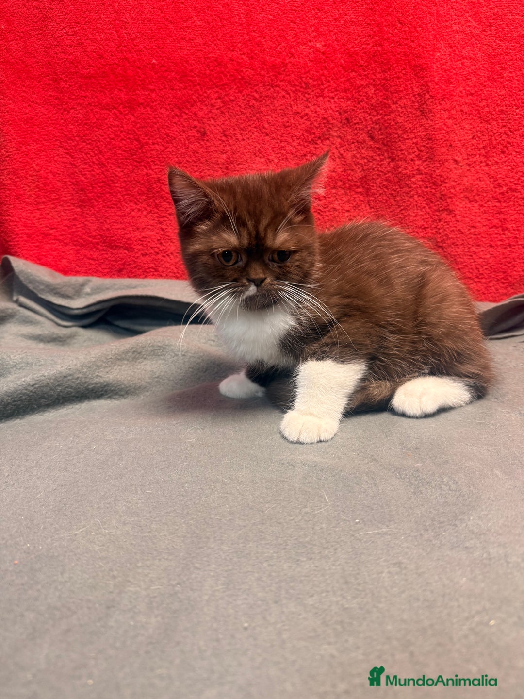 Británico de Pelo Corto gatos en venta: British bicolor chocolate - Imagen 6