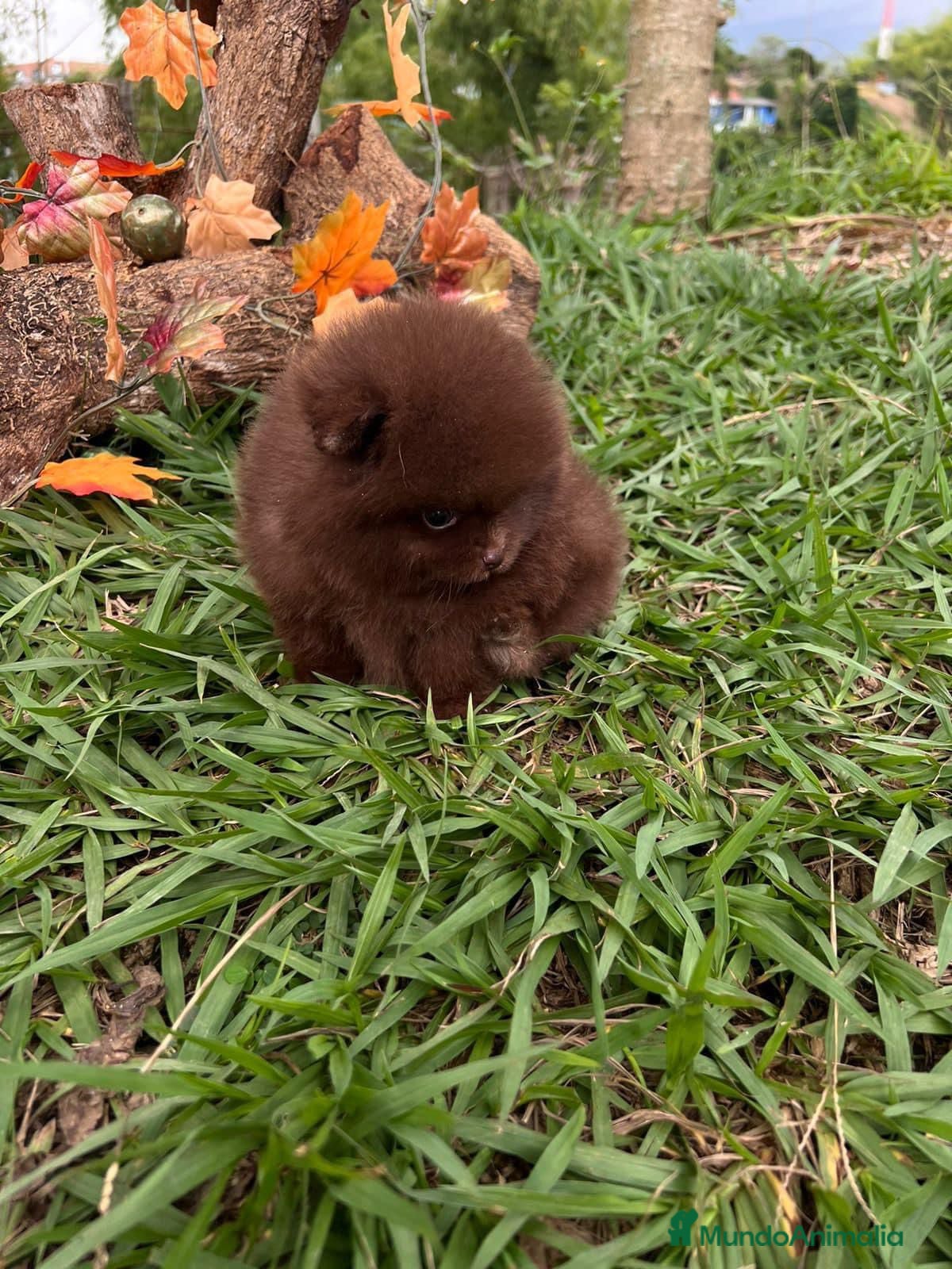 Pomerania perros POMERANIA // COLORES CLÁSICOS Y EXÓTICOS  - Anuncio 2