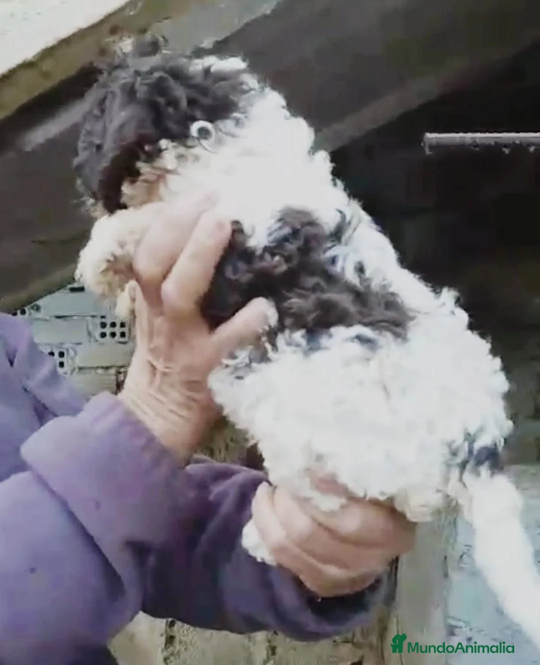 Perro de Agua Español perros en venta: Perro de agua  - Anuncio 7