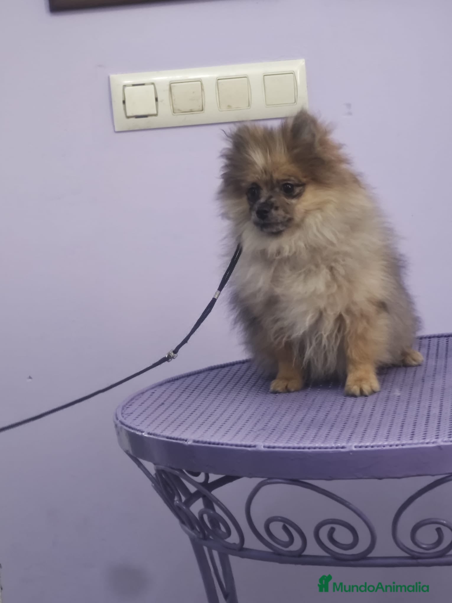 Pomerania perros POMERANIA LULU de cara ATIGRADA - Anuncio 2