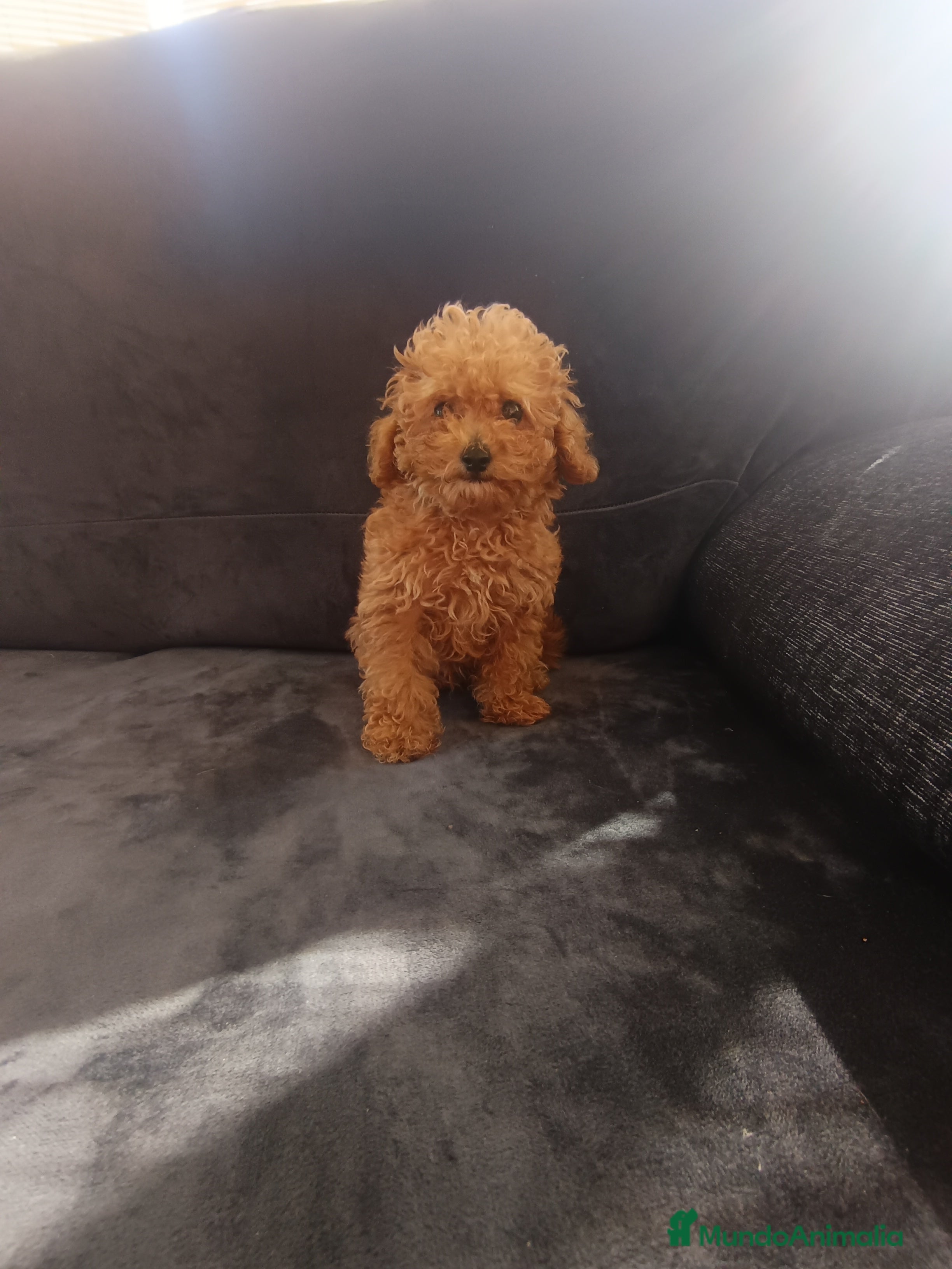 Caniche Toy perros Caniche toy  - Anuncio 2