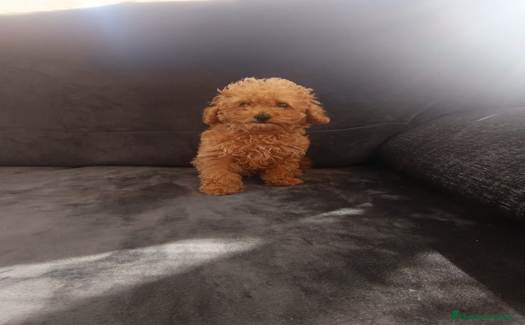 Caniche Toy perros - Anuncio 3