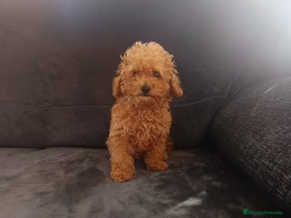 Caniche Toy perros - Anuncio 7
