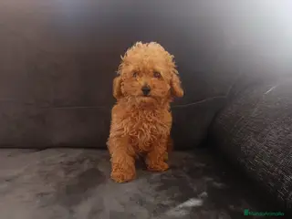 Caniche Toy perros Caniche toy - Anuncio 36