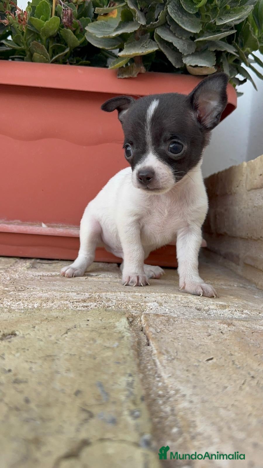 Chihuahua perros CHIHUAHUA MACHO BICOLOR CHOCOLATE Y BLANCO - Anuncio 2