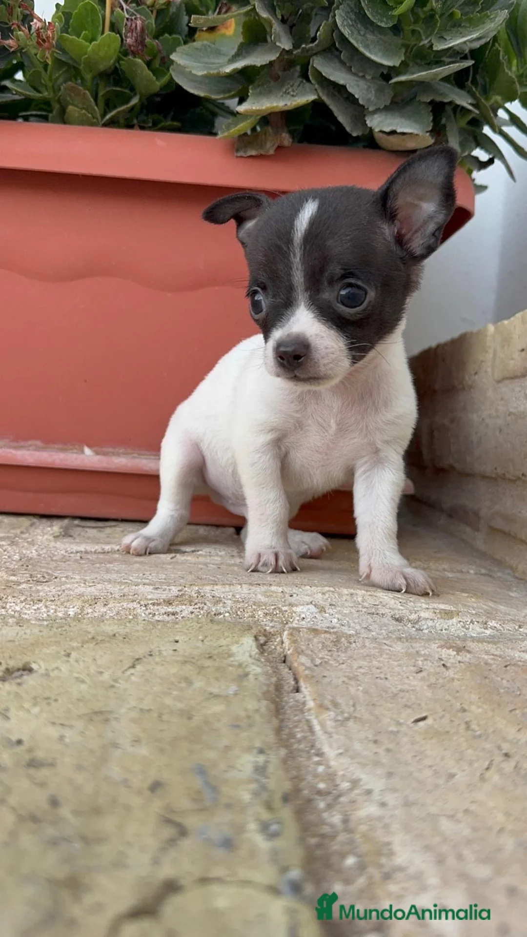 Chihuahua perros en venta: CHIHUAHUA MACHO BICOLOR CHOCOLATE Y BLANCO - Anuncio 1