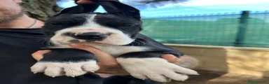 Dogo Alemán 1