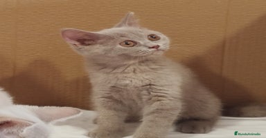 Británico de Pelo Corto gatos - Anuncio 4