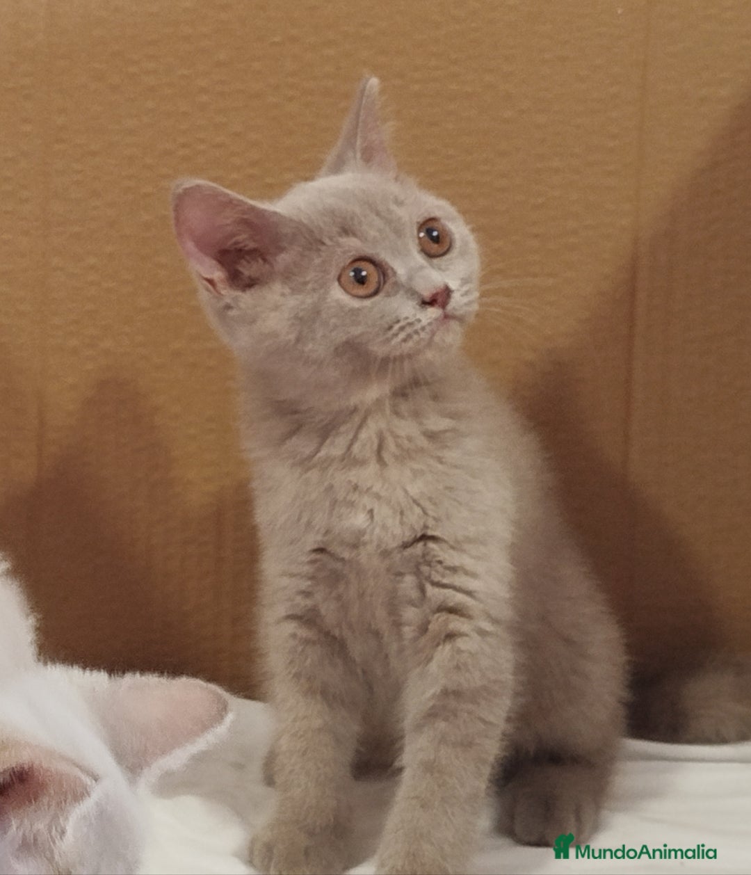 Británico de Pelo Corto gatos en venta: British Shorthair última hembra  - Imagen 2