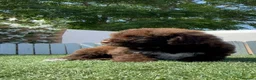 Perro de Agua Español perros en venta: PERRO DE AGUA ESPAÑOL - Anuncio 15