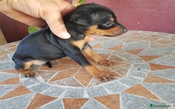 Ratón de Praga perros en venta: Ratón de praga  - Imagen 6