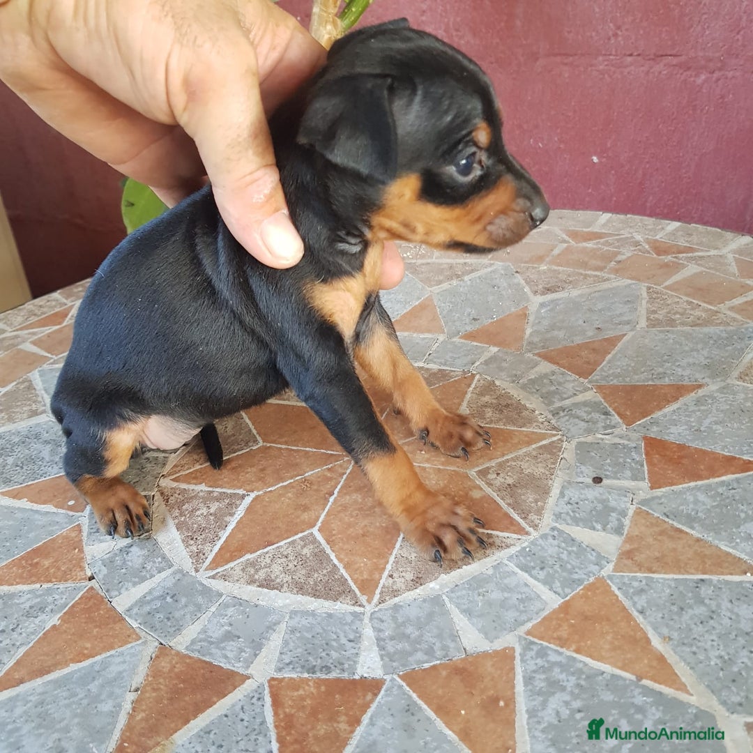 Ratón de Praga perros en venta: Ratón de praga  - Imagen 6