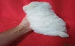 Bichón Maltés perros en venta: Bichon Maltés Americano  - Imagen 3